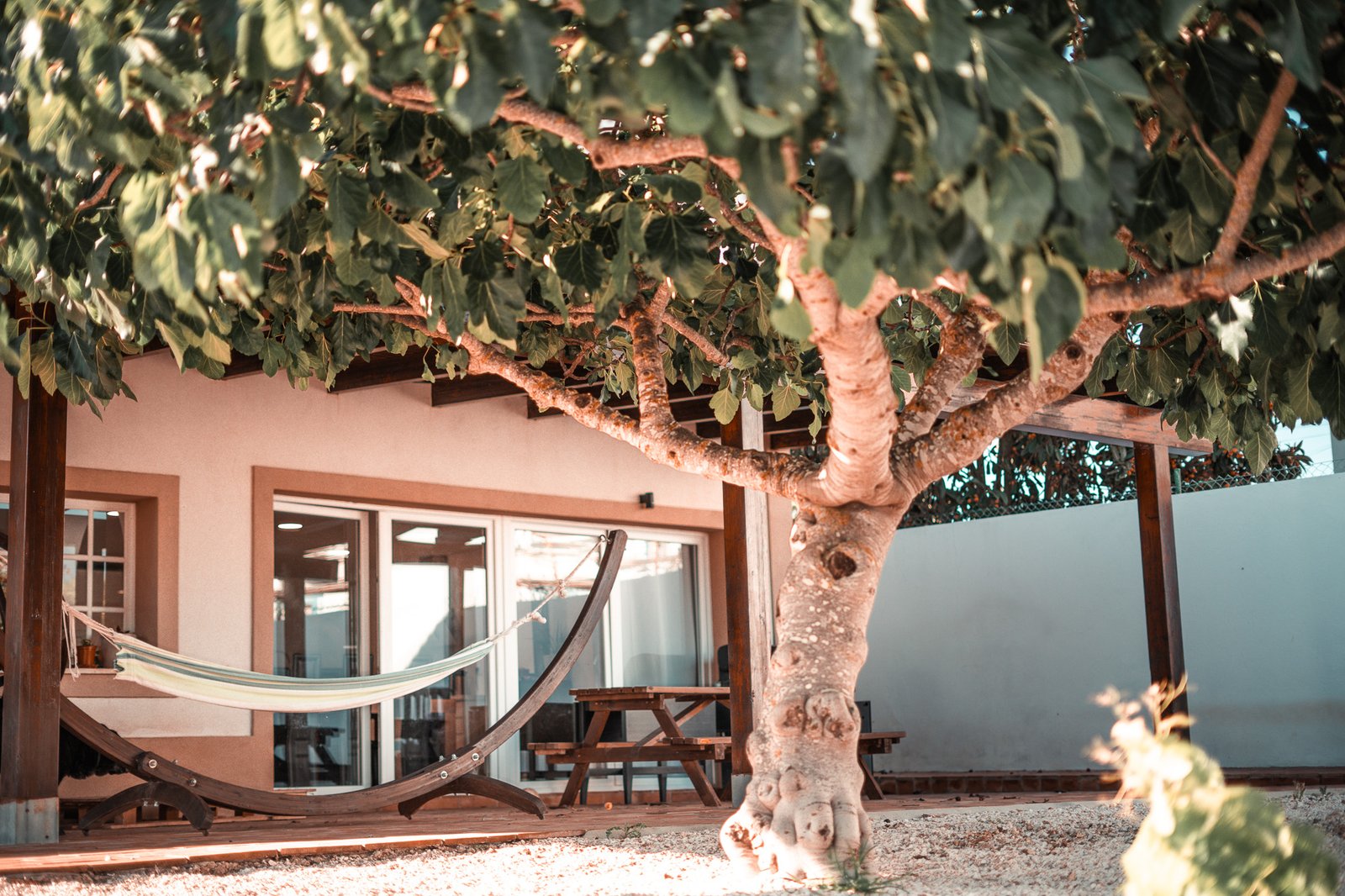 Hammock under the fig tree by the house