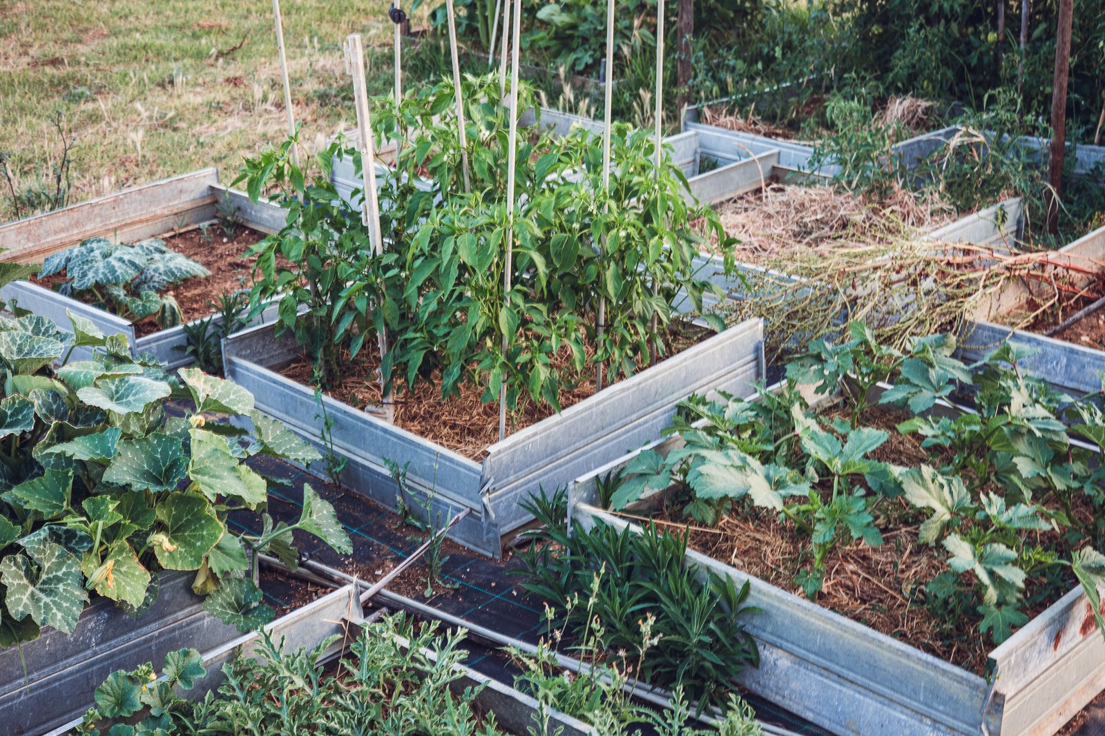 Raised vegetable beds