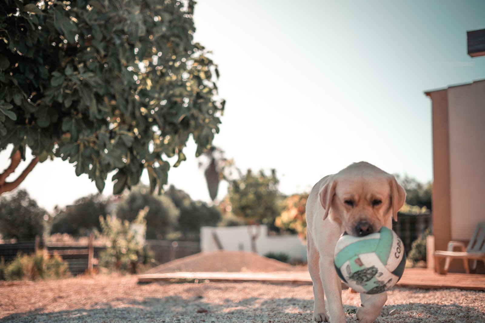 Dog playing in the fenced garden