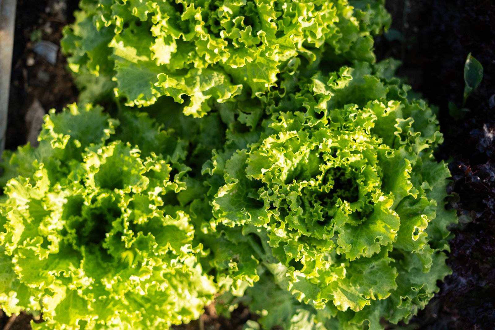 Lettuce growing in the organic garden